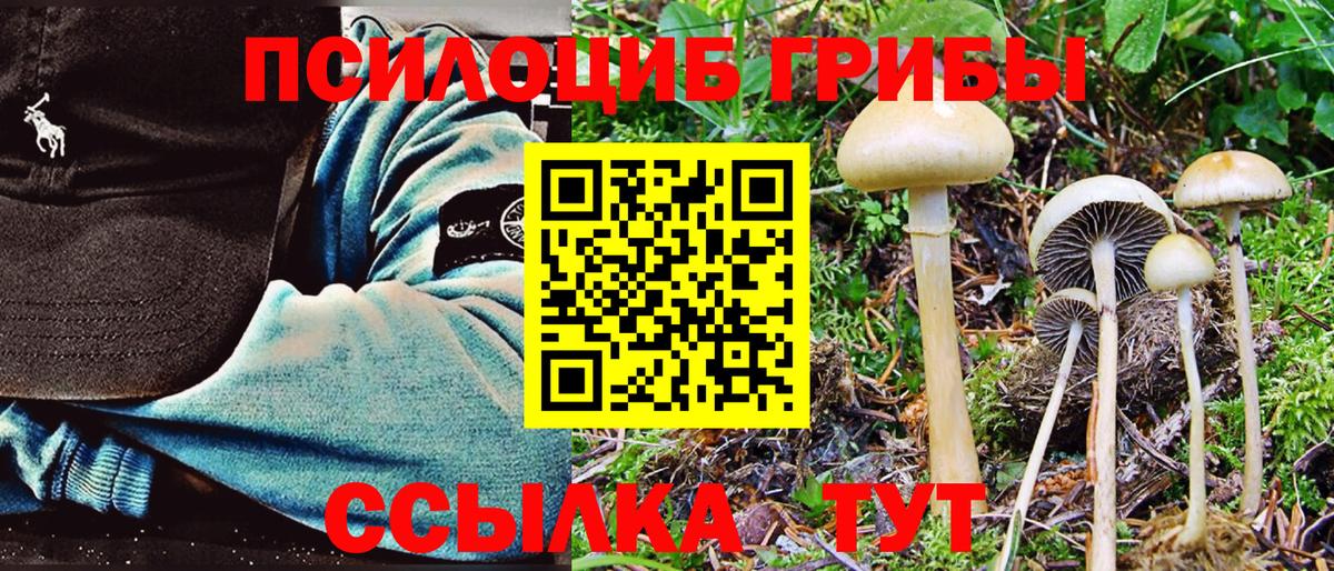 Галлюциногенные грибы Psilocybe Нягань